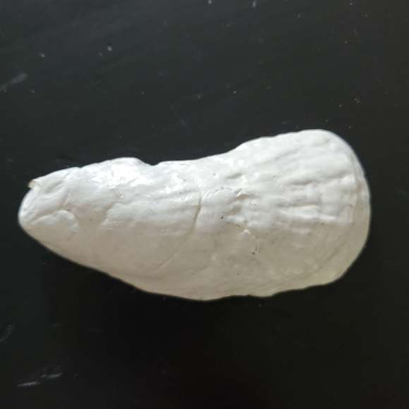 Handpainted Oyster Shell - Picture 2 of 2